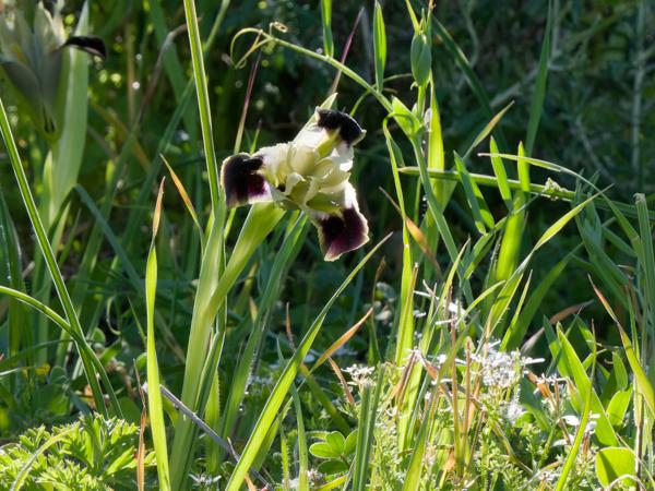 <h3><a href="/trips/kreta/biota/plantae/tracheophyta/liliopsida/asparagales/iridaceae/iris tuberosa/iris tuberosa-nl.html">Iris&nbsp;tuberosa</a> / Snake's‑head&nbsp;iris / </h3>OM-1 Mark II met OLYMPUS M.150-400mm F4.5, 1/800 sec  bij F11.0, ISO 2000, afstand 4.45&nbsp;m